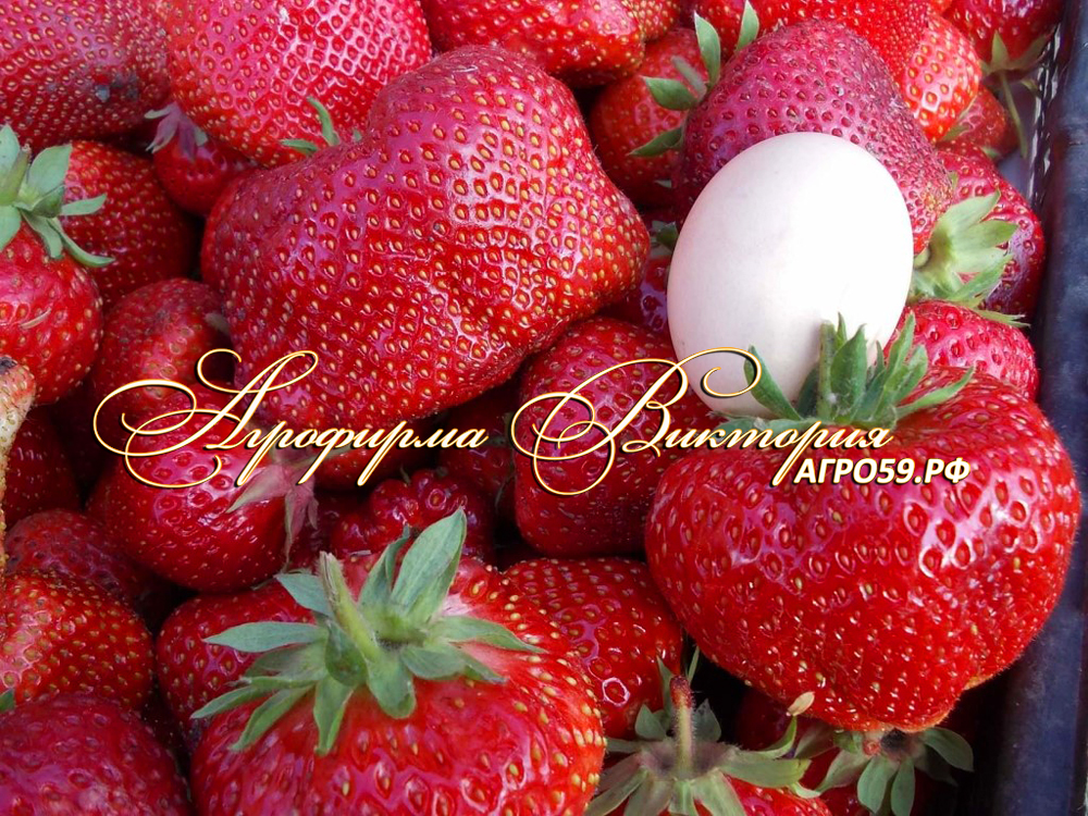 Клубника Русич описание сорта, отзывы, фото